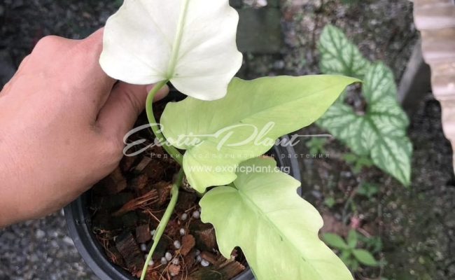 Philodendron radiatum Mint 50