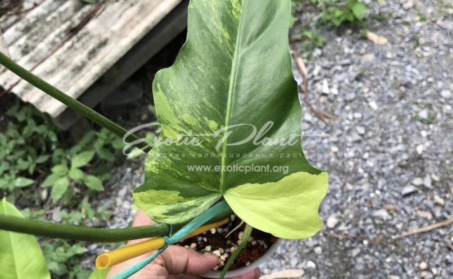 Philodendron radiatum variegated 100