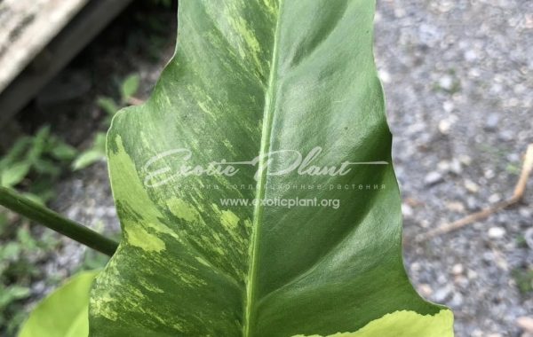 Philodendron radiatum variegated 100