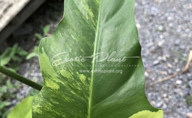 Philodendron radiatum variegated 100