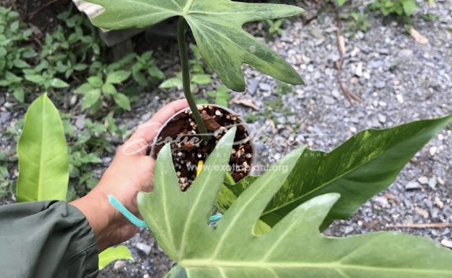 Philodendron radiatum variegated 100