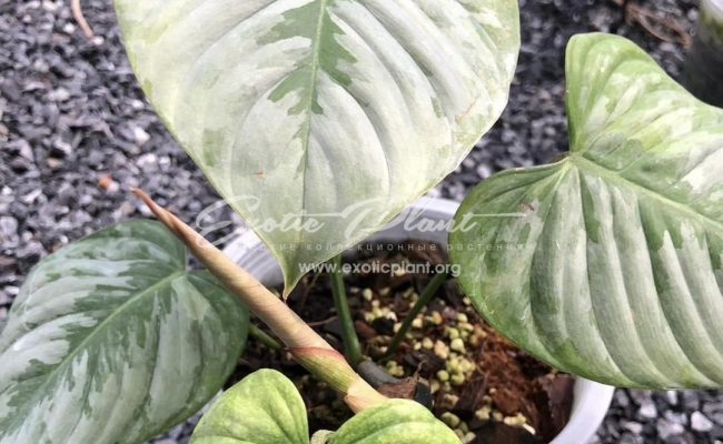 Philodendron sodiroi 80