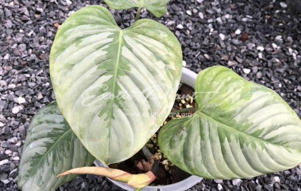 Philodendron sodiroi 80