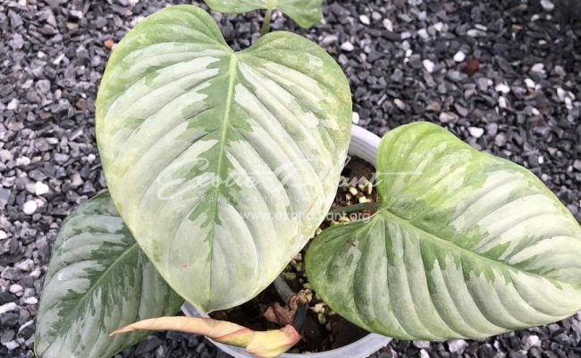 Philodendron sodiroi 80