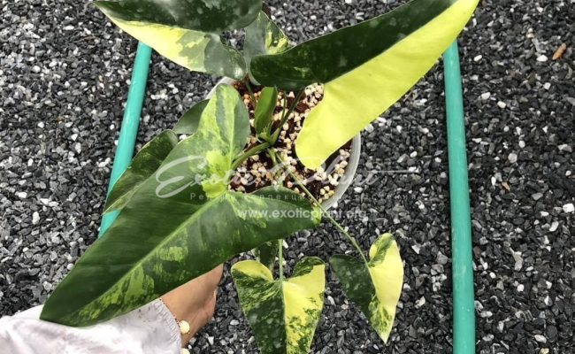 Philodendron stenelobum vairegated 700