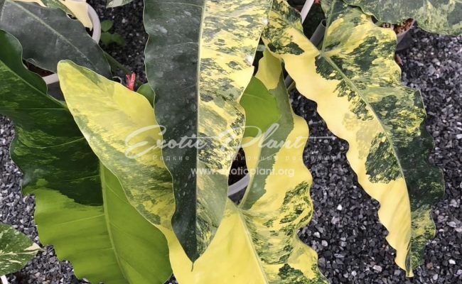 Philodendron stenelobum vairegated adult