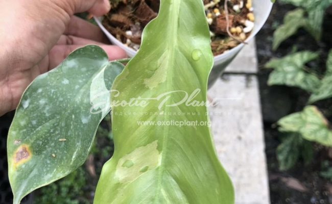 Philodendron tripatitum variegated 250