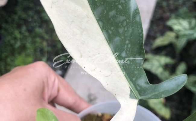 Philodendron tripatitum variegated 250