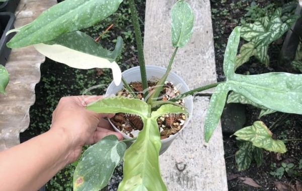 Philodendron tripatitum variegated 250