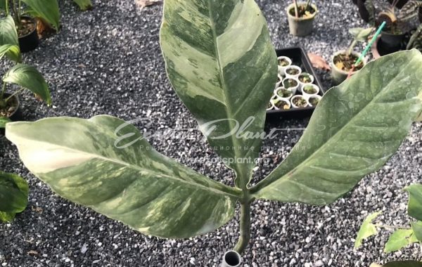 philodendron tripatitum variegated 400