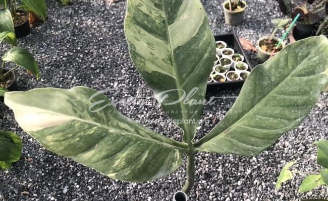 Philodendron tripatitum variegated 400