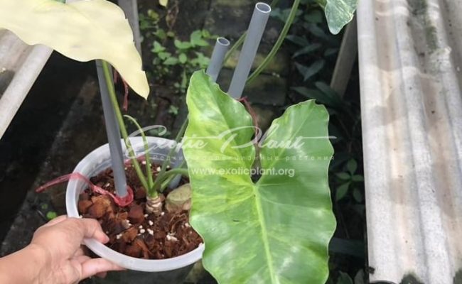 Philodendron willaimsii hybrid variegated 350