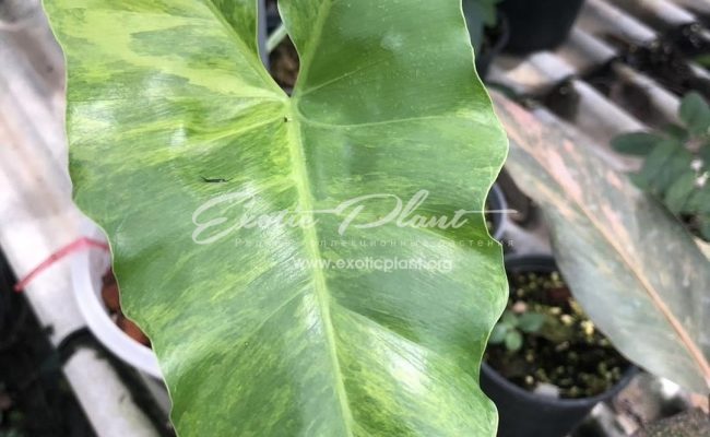 Philodendron willaimsii hybrid variegated 350