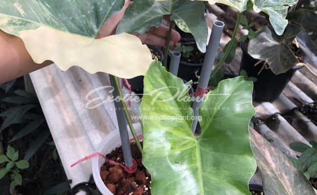 Philodendron willaimsii hybrid variegated 350