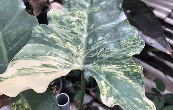 Philodendron willaimsii hybrid variegated 350