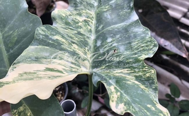 Philodendron willaimsii hybrid variegated 350