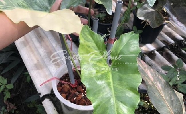 Philodendron willaimsii hybrid variegated 350