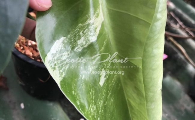 monstera Mint 120