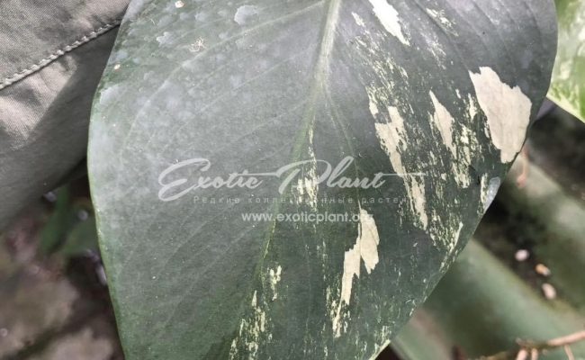 monstera Mint 120