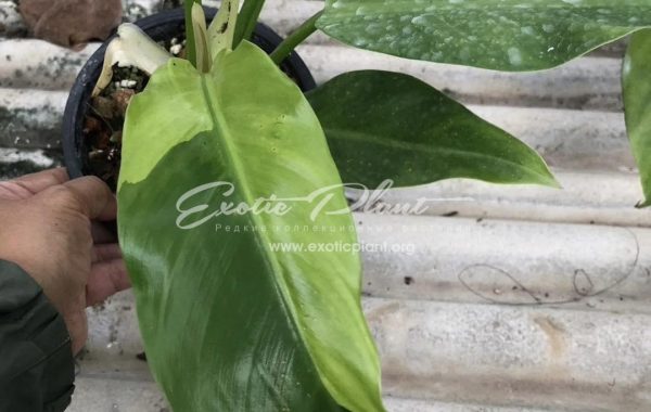 philodendron Orlando variegated 100