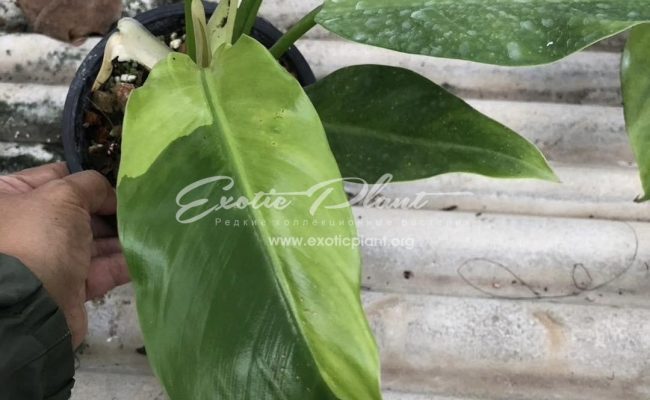 philodendron Orlando variegated 100