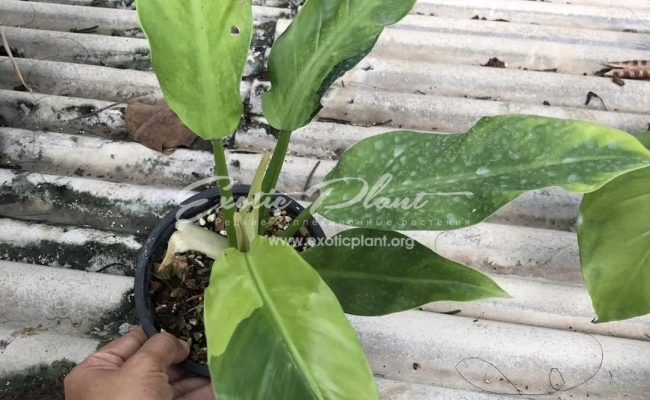 philodendron Orlando variegated 100