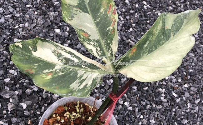 philodendron tripatitum variegated 400