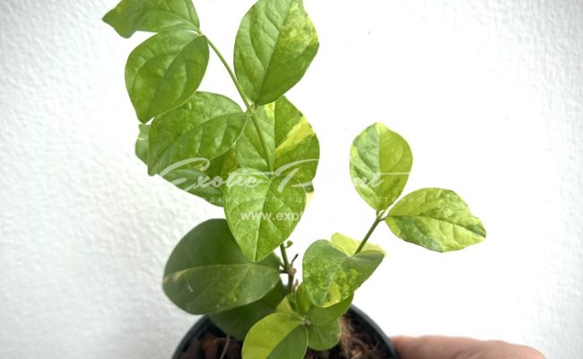 Jasminum sambac variegated