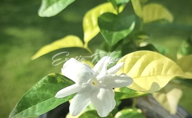 Jasminum sambac variegated flower