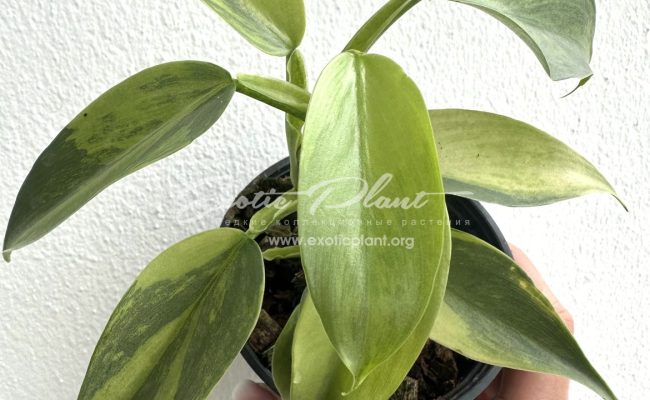 philodendron Silver Sword 200