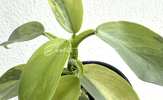 philodendron Silver Sword 200