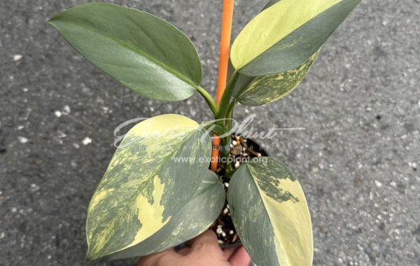 philodendron hastatum Silver Sword 200