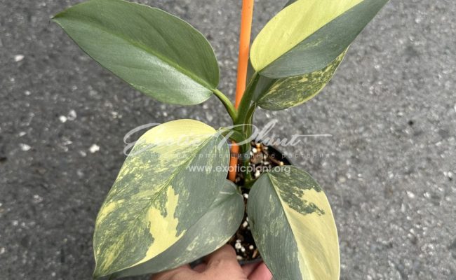 philodendron Silver Sword 200