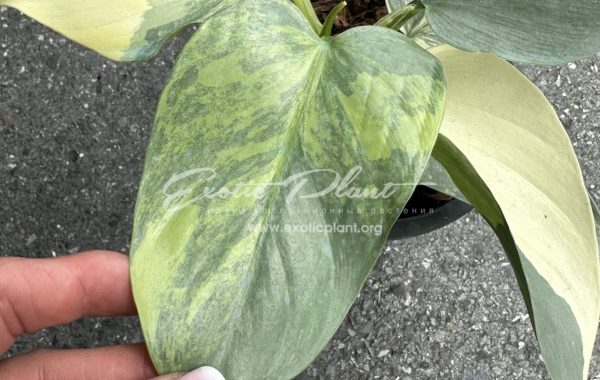 philodendron hastatum Silver Sword 350