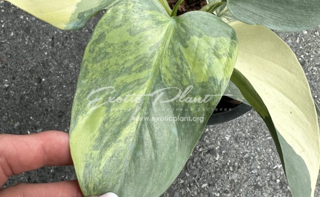 philodendron hastatum Silver Sword 350