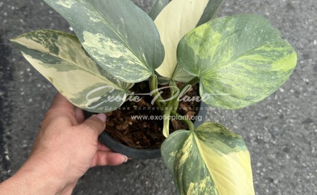 philodendron Silver Sword 350