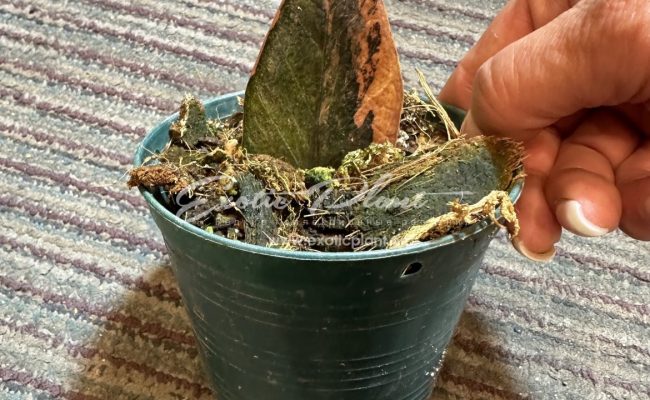 zamioculcas black leave variegated 100