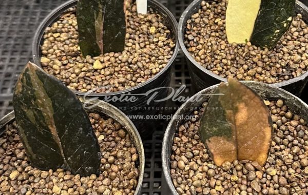 zamioculcas black leave variegated 100