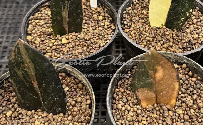 zamioculcas black leave variegated 100