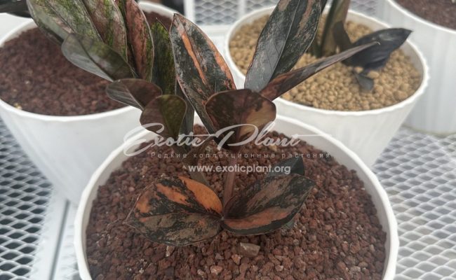 zamioculcas black leave variegated 2000