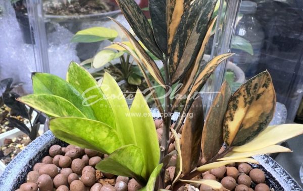 zamioculcas black leave variegated 2000