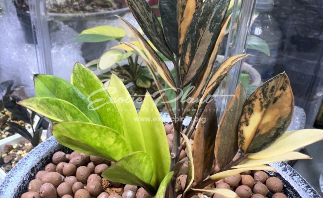 zamioculcas black leave variegated 2000