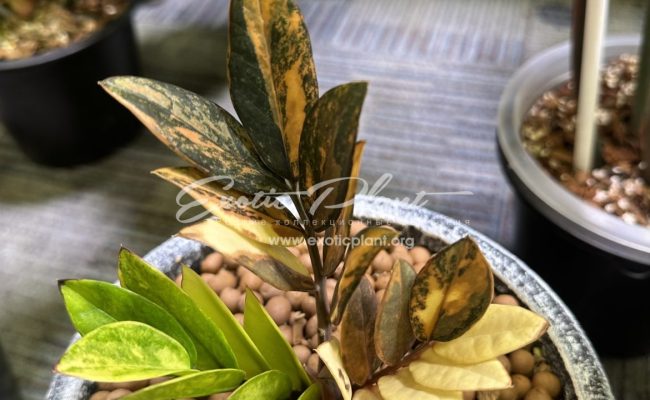 zamioculcas black leave variegated 2000