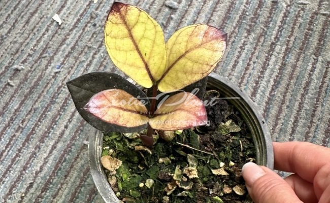 zamioculcas black leave variegated 250