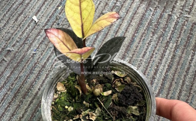 zamioculcas black leave variegated 250