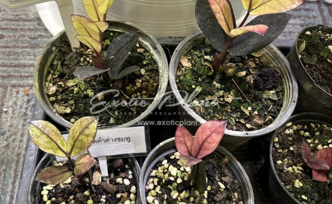 zamioculcas black leave variegated 250