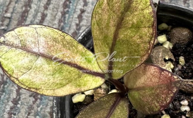 zamioculcas black leave variegated 250