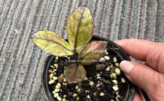 zamioculcas black leave variegated 250