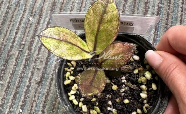 zamioculcas black leave variegated 250