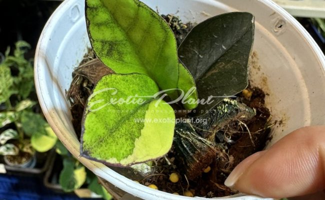 zamioculcas black leave variegated 250